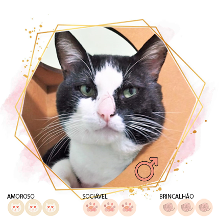 Gato Selecionado