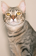 Gatinha Manita