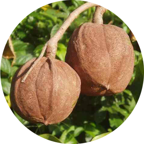 Andiroba