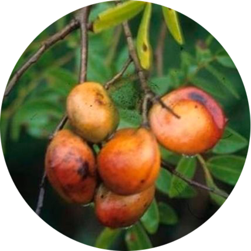 Copaiba