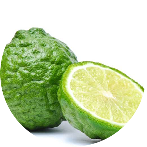 Bergamota