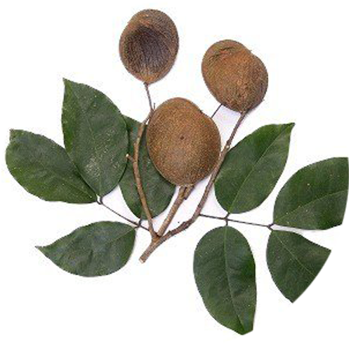 Copaiba