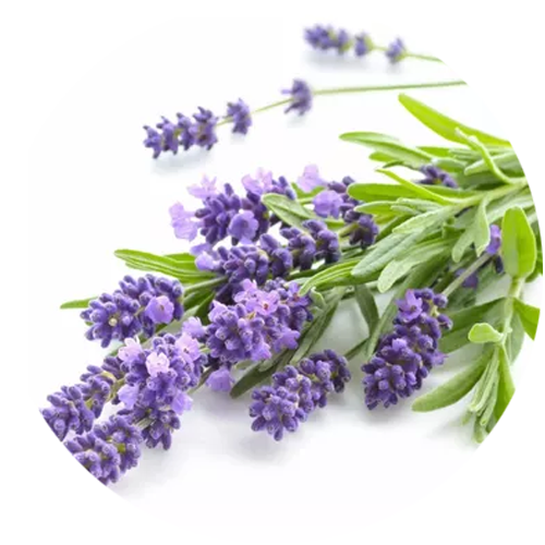 Lavanda