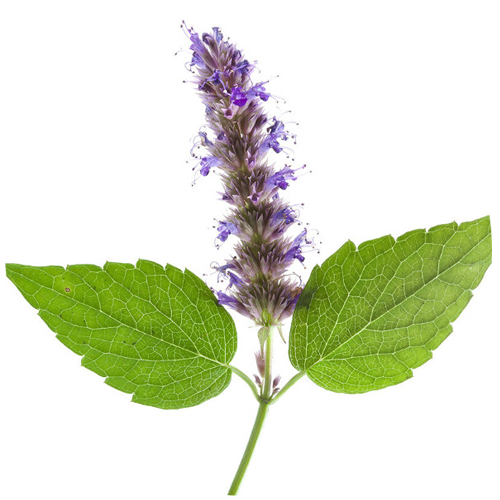 Patchouli