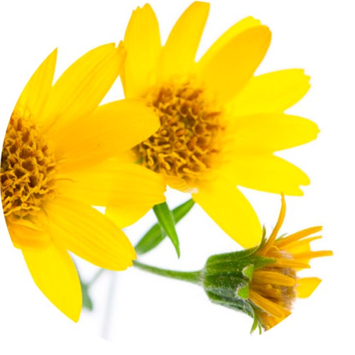 Arnica Montana
