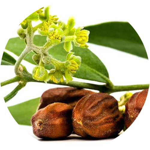 Jojoba